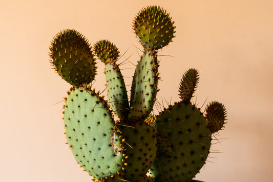 A green cactus on an orange backdrop